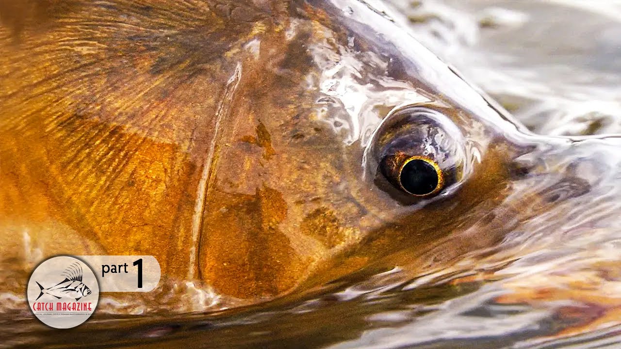 Montana Dry Fly Fishing for Carp  -  Carp Fishing on the Missouri River by Todd Moen Part 1