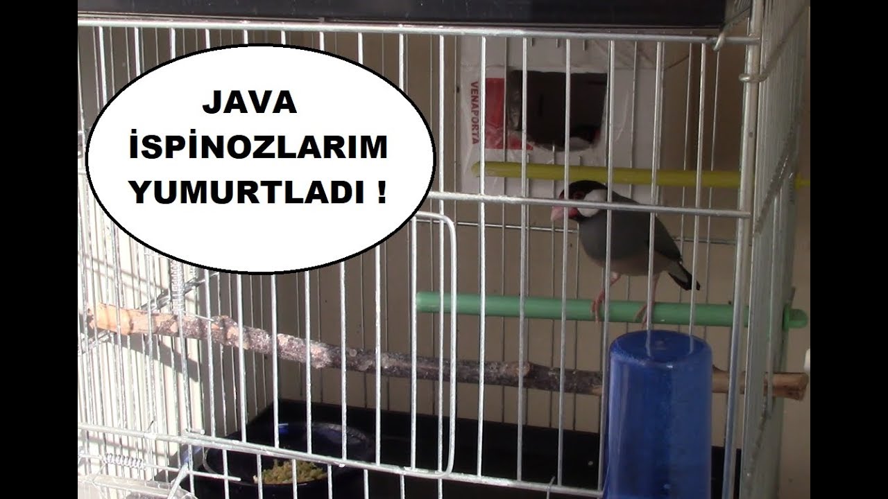 Java İspinozlarımdan Nasıl Yumurta Aldım ?