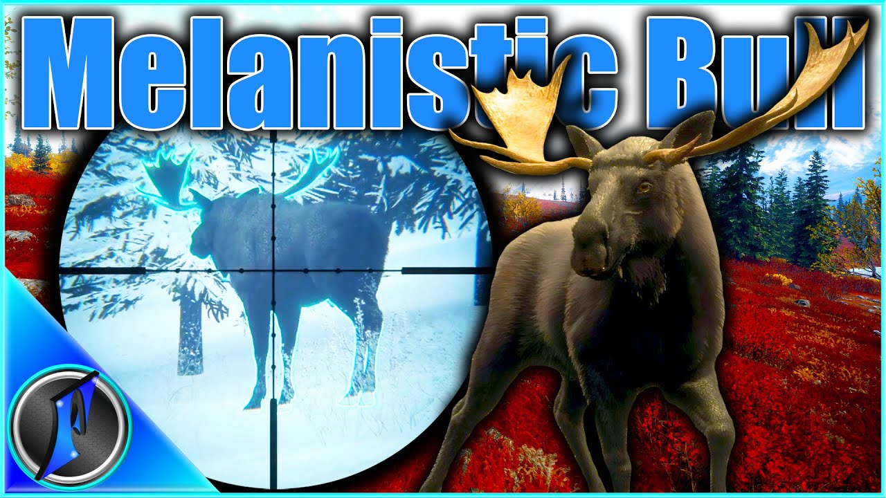 Flinter's Melanistic Surprise Moose in Hunter Power Pack Early Access!