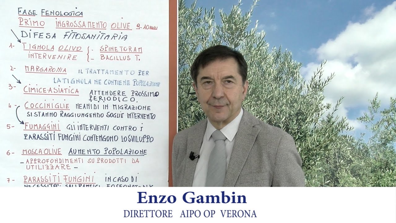 Periodico olivo 21 giugno 2024