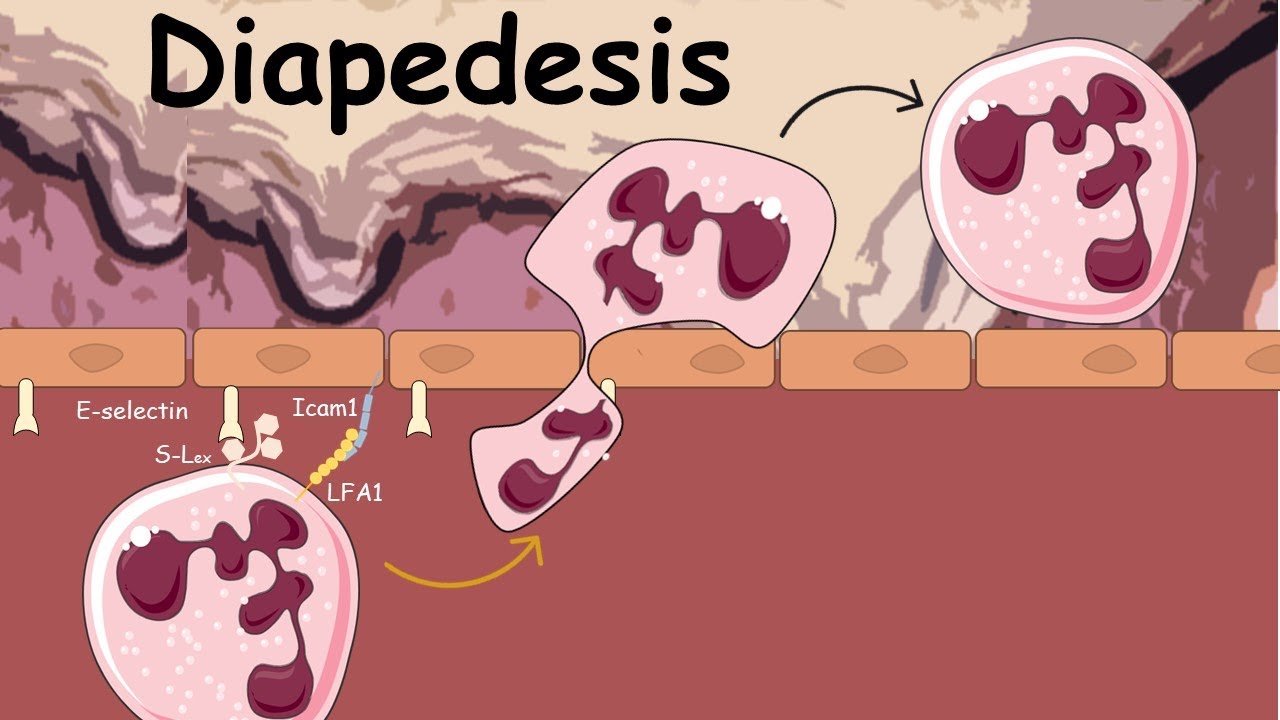 Diapedesis : Extravasation of Neutrophils ( Innate immunity)