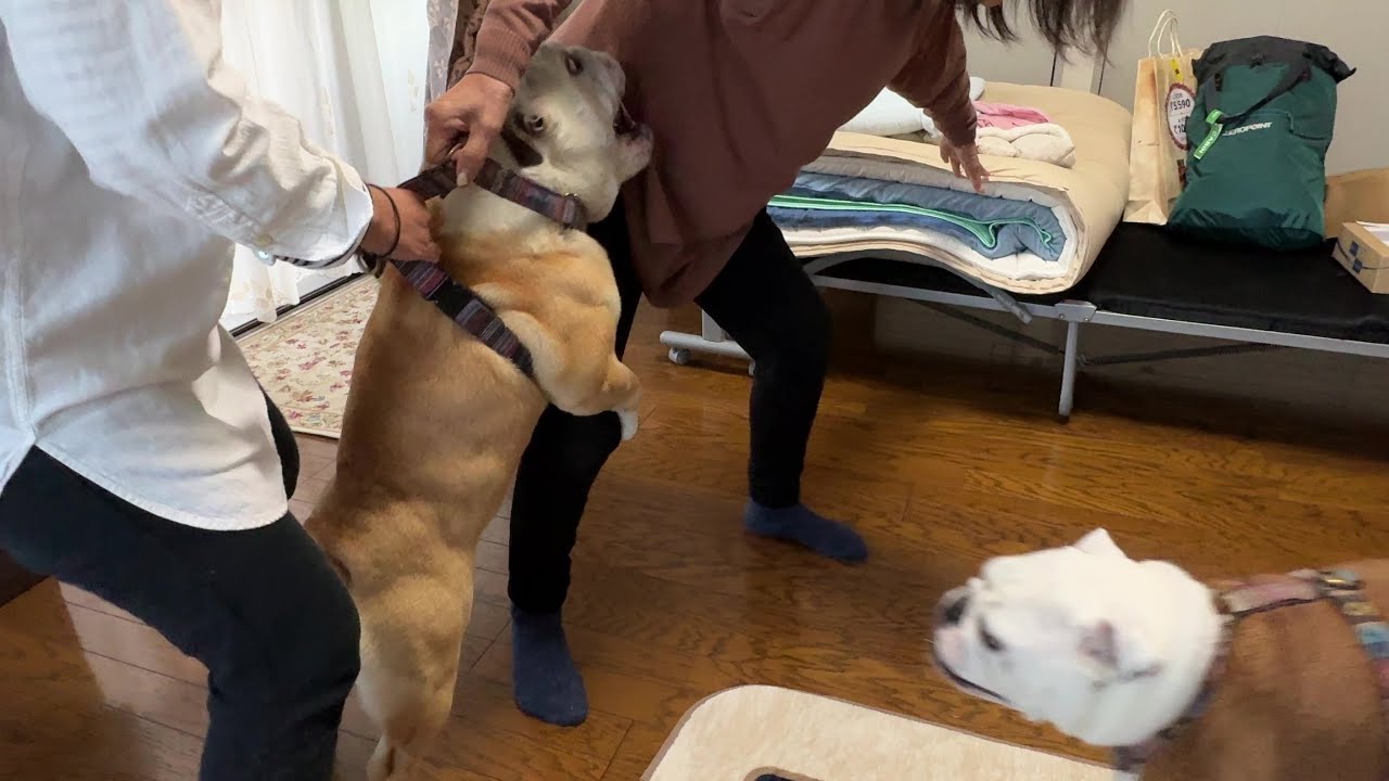愛するバァバに3ヶ月もほったらかされていたブルドッグ…激怒の末に制御不能…