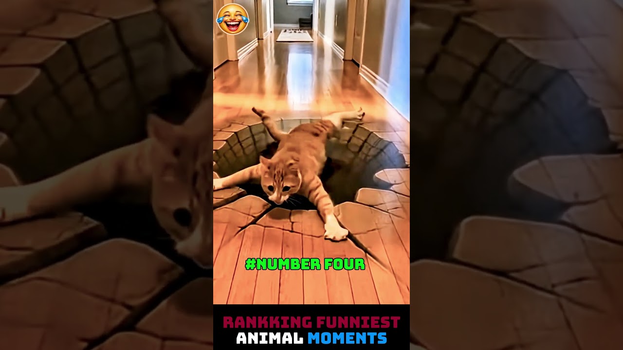 Ranking The BEST Funny Animal Videos of 2026 
