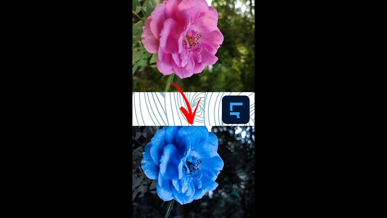 edit beautiful rose 🌹 in lightroom |convert pink rose in to  blue rose