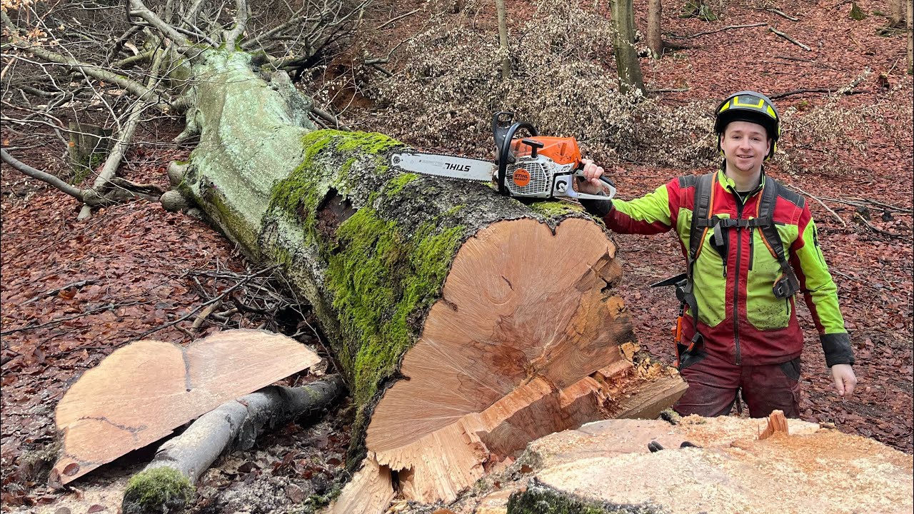 Kácení 12 m³ buku v havarijním stavu 🌳 Stihl ms 462 a 45cm lišta