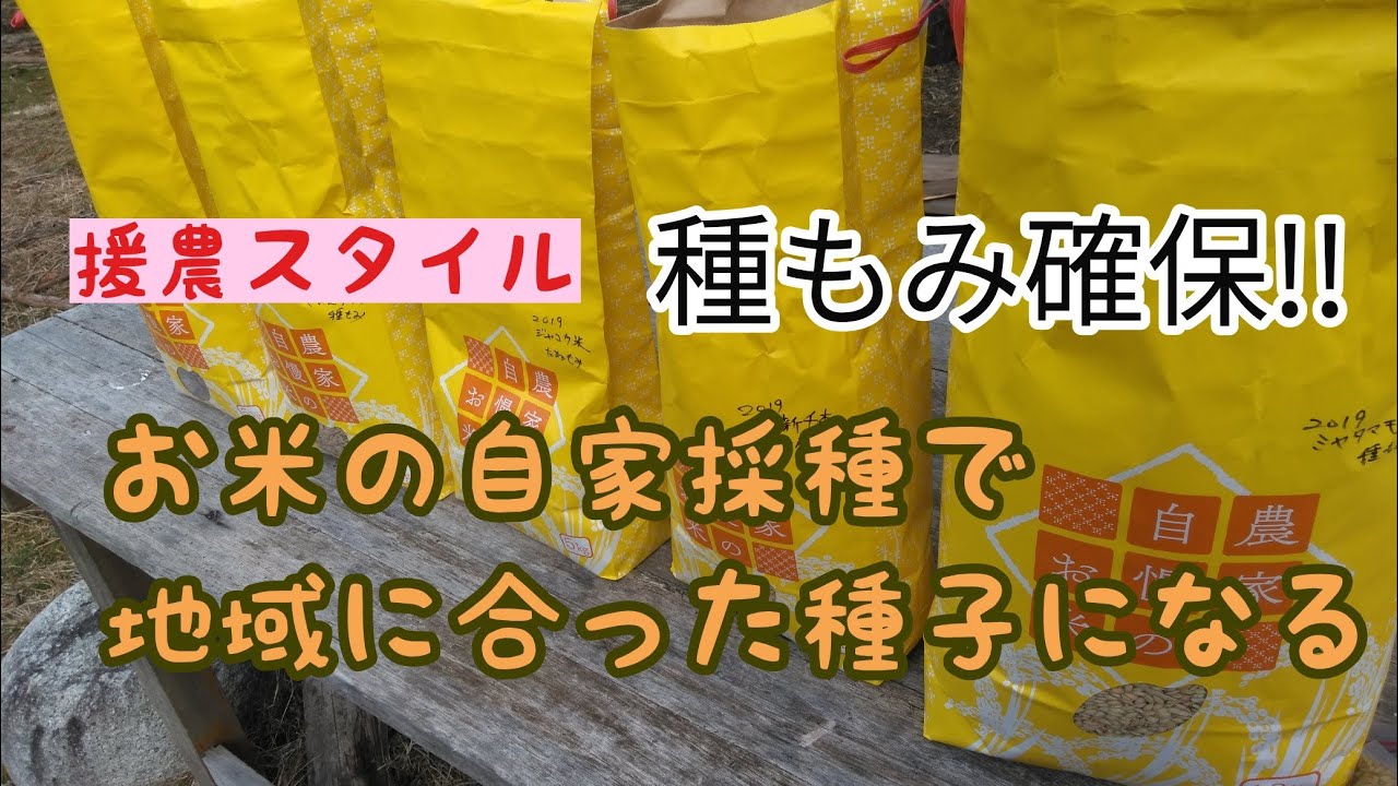 【援農に感謝】種もみ脱穀と大豆の選別/お米の自家採種
