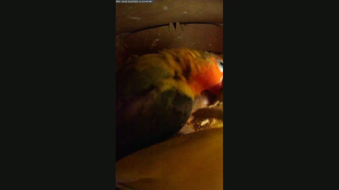 Lovebirds nest