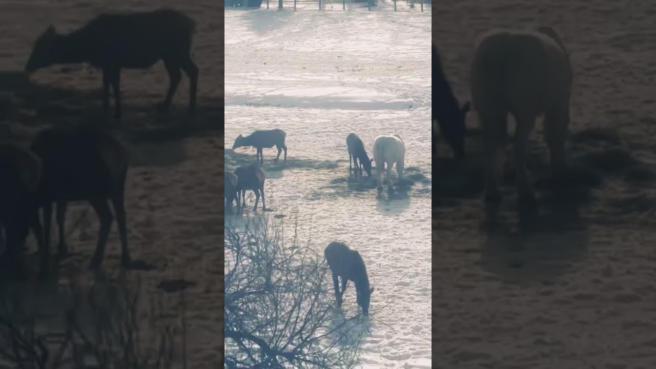 ELK & HORSES TOGETHER 