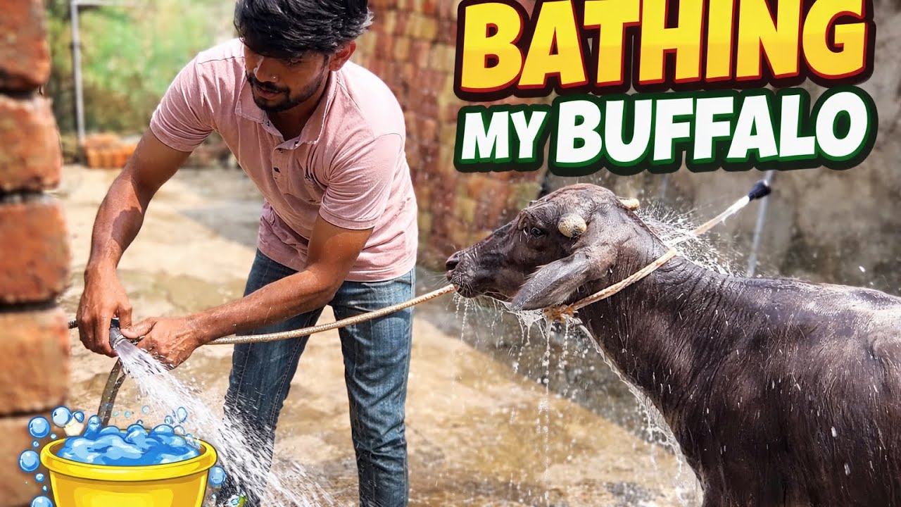 Befallow bathing 🧼😍