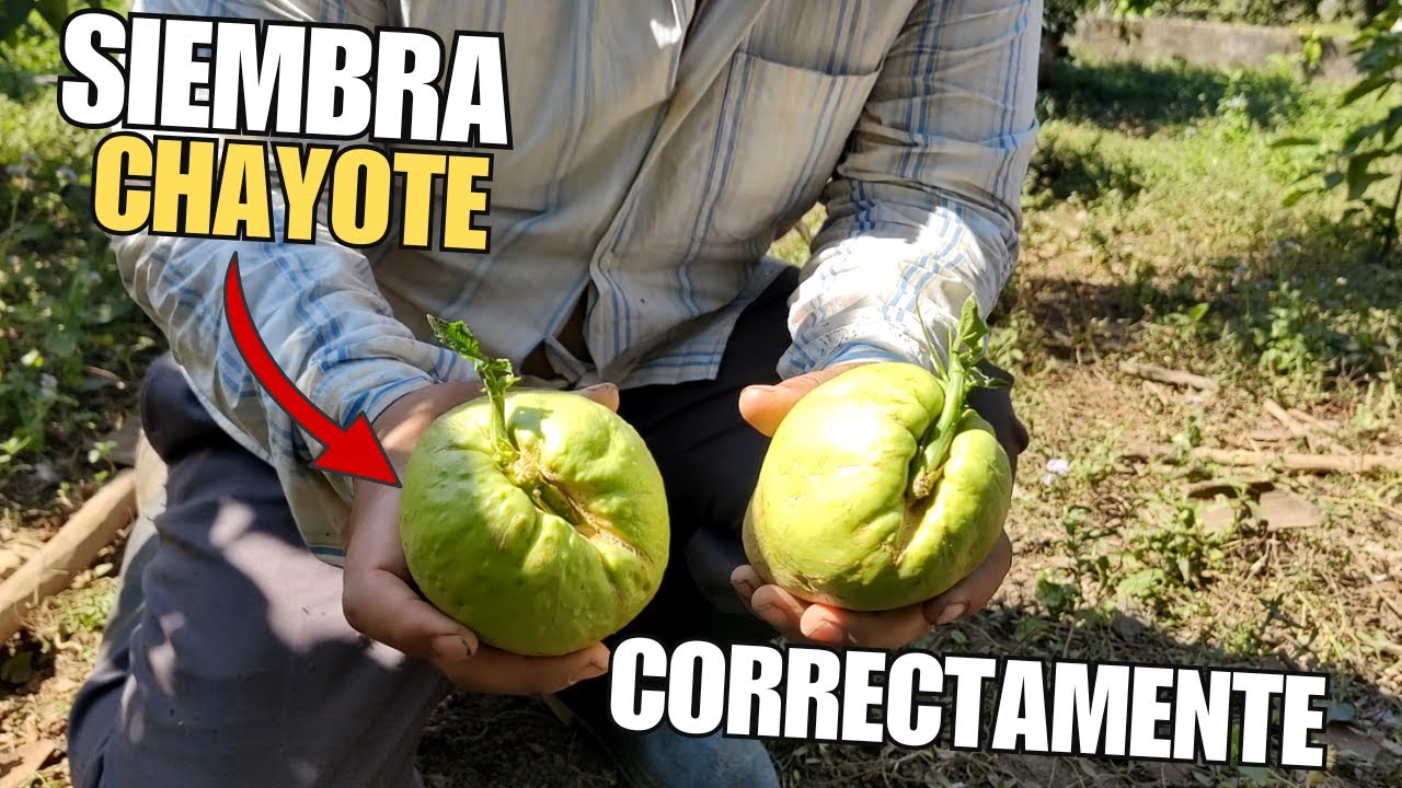 SIEMBRA CHAYOTE o GUISQUIL de FORMA CORRECTA