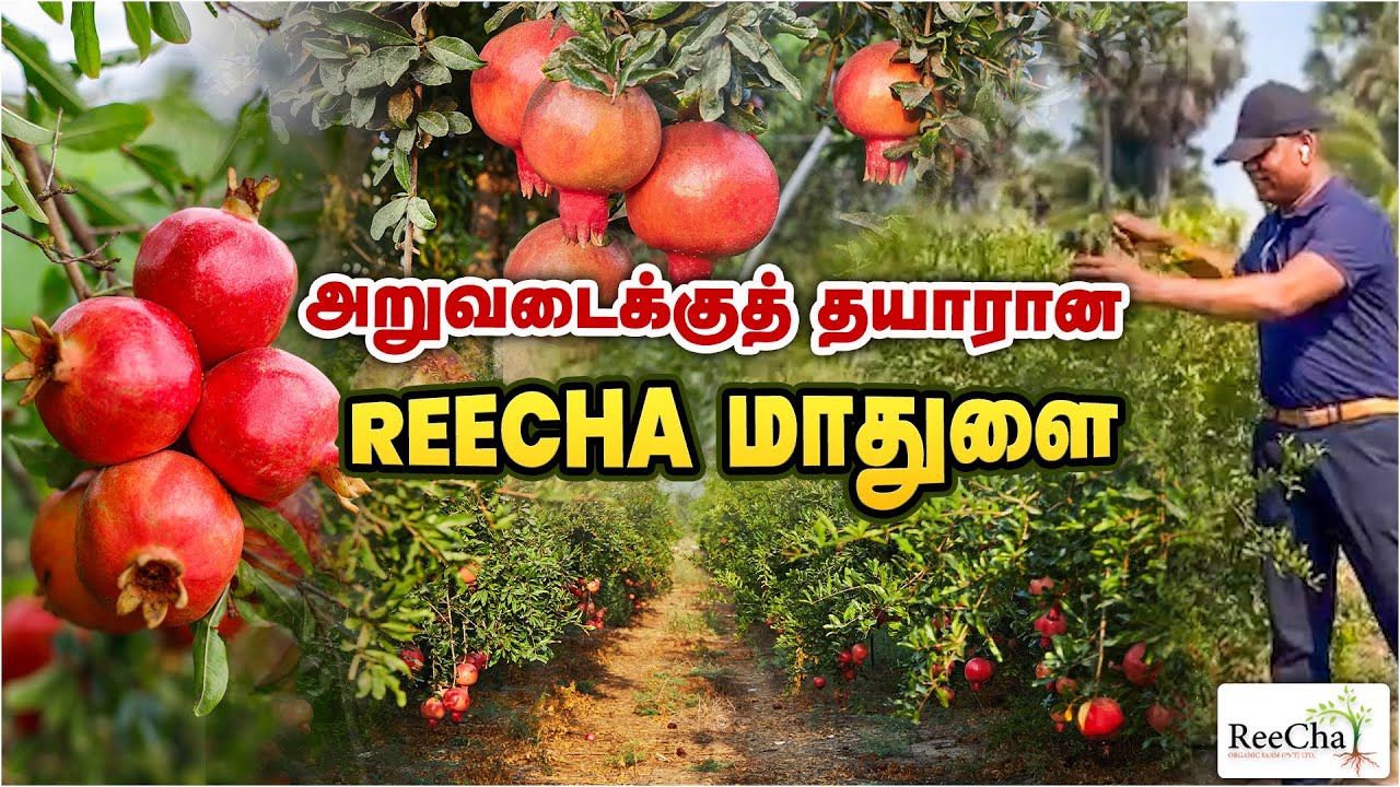 Reecha Pomegranate Garden Secrets | Best Farm House in Sri Lanka | BK in Reecha