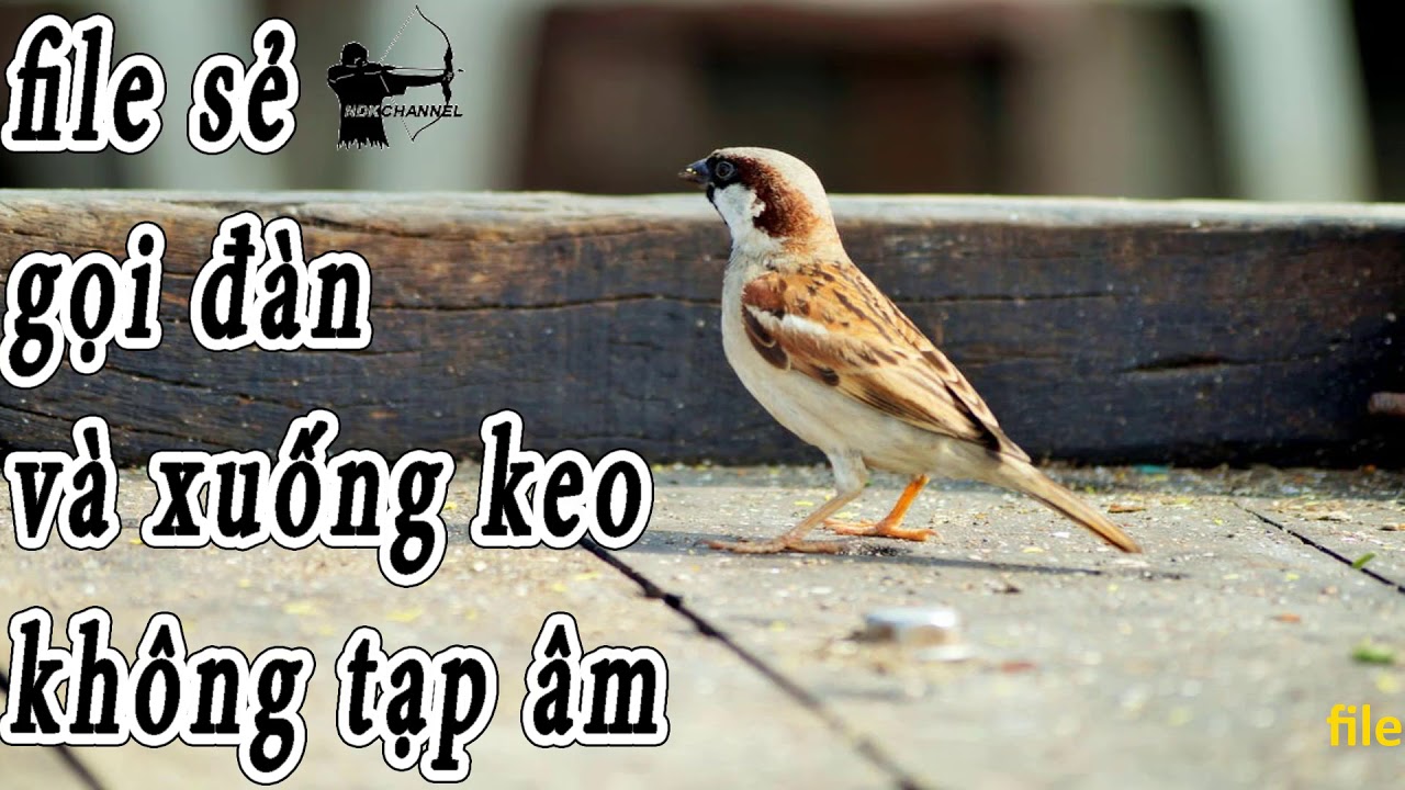 file chim sẻ bẫy loa thường gọi bầy và xuông keo không tạp âm