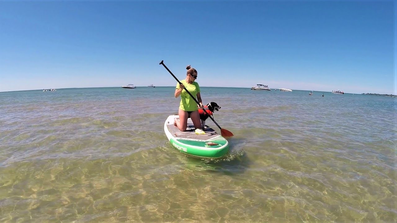 How To Paddle Board With Your Dogs