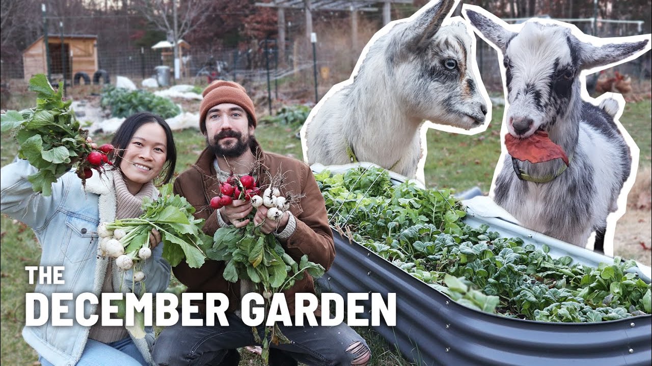 December garden tour, and harvesting radishes and turnips 👨🏻‍🌾