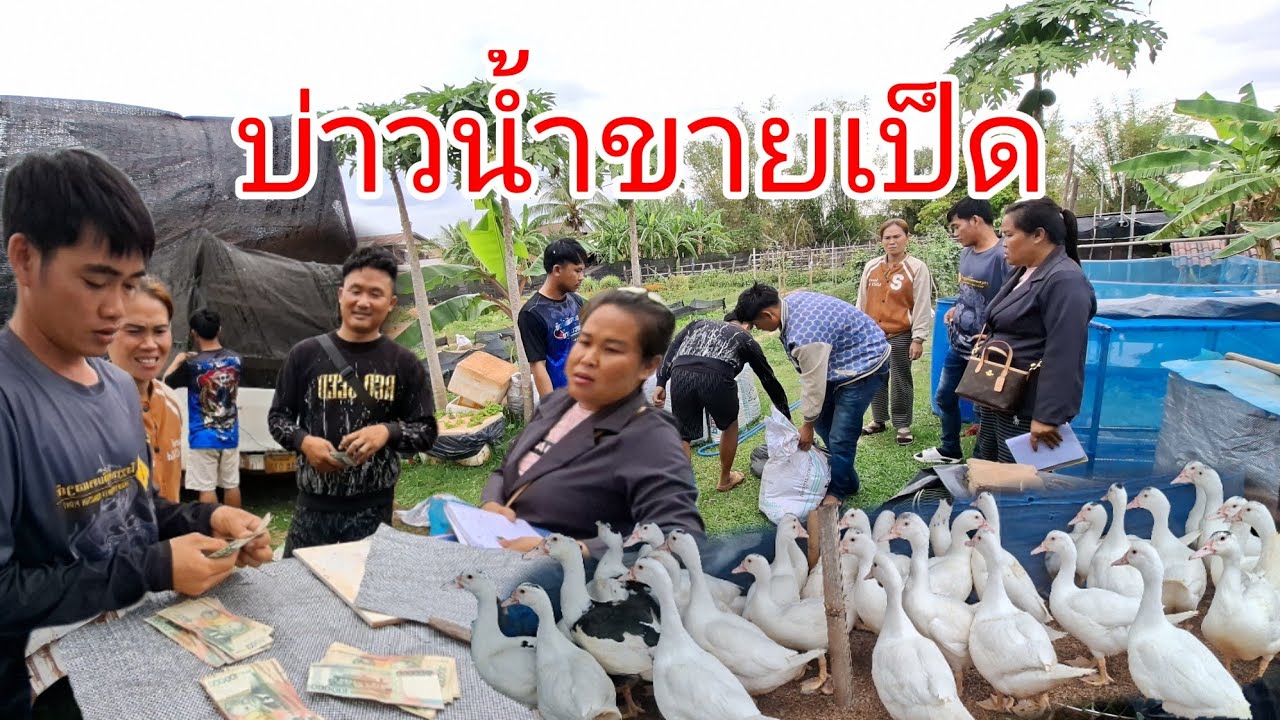 บ่าวน้ำขายเป็ดทั้งหมดได้เงิน......