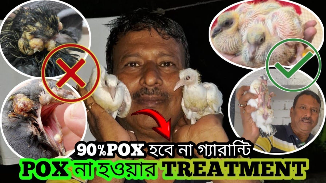 KABOOTAR KA POX NA HONE KI TREATMENT || KABOOTAR POX না হওয়ার TREATMENT #soumanpigeonlover