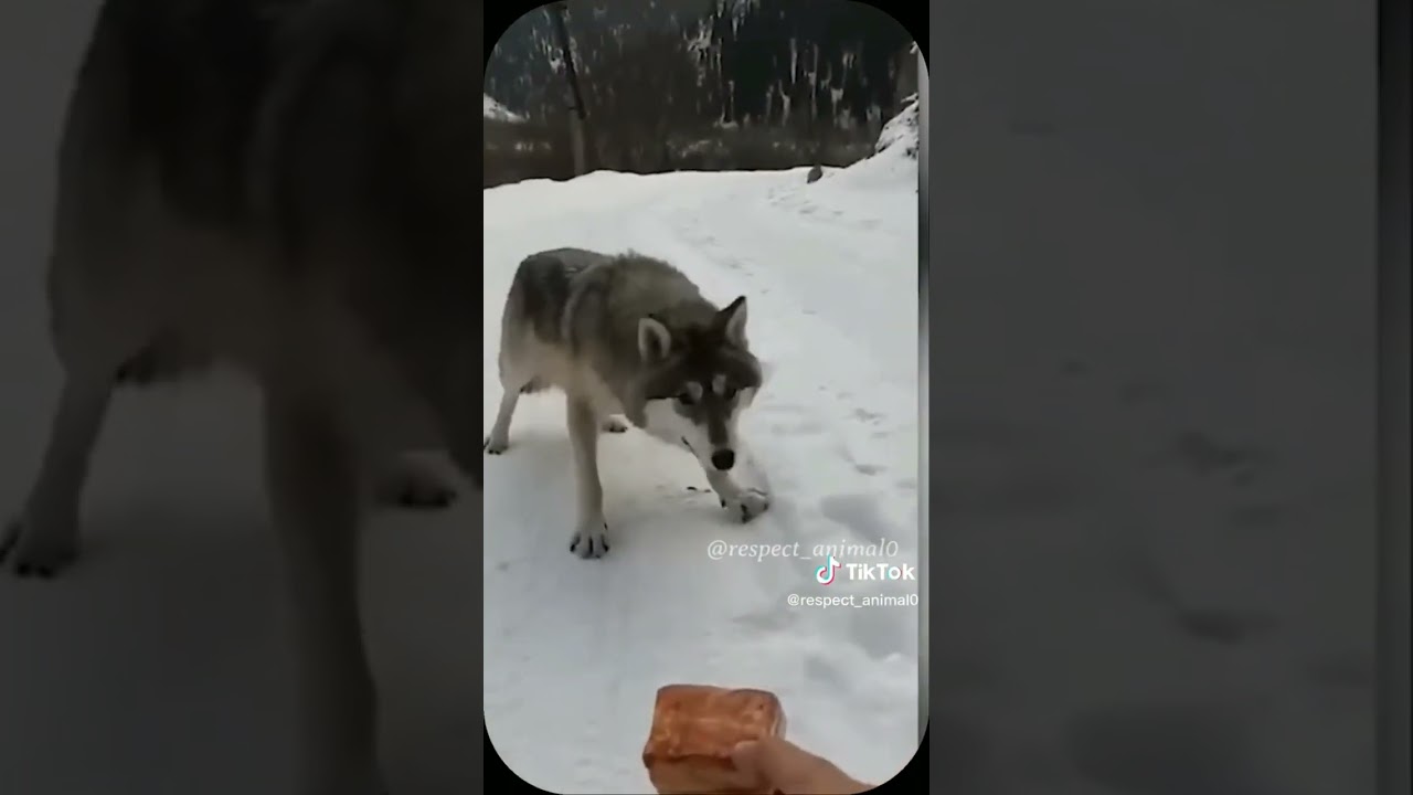 Very hungry wolf asks human for help.