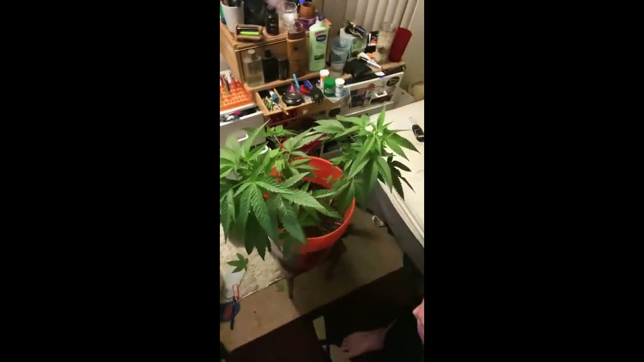 How to Top a Cannabis Plant in 2020 (topping)