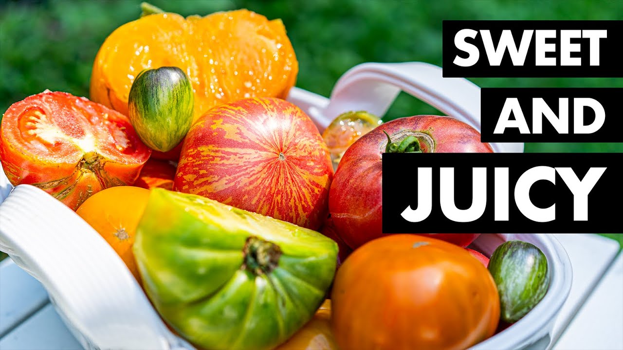 My favorite heirloom tomato varieties. AND how I know when they’re ripe