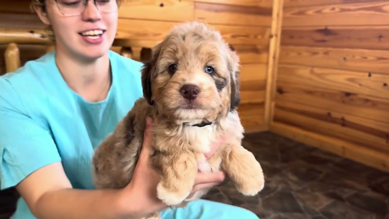 Marcie's Mini Aussiedoodle Puppies!
