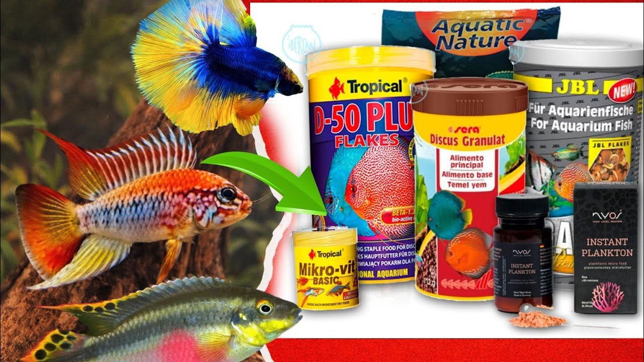 GUÍA alimentación para peces! Todos las VARIEDADES del MERCADO! ASÍ alimento mis PECES!