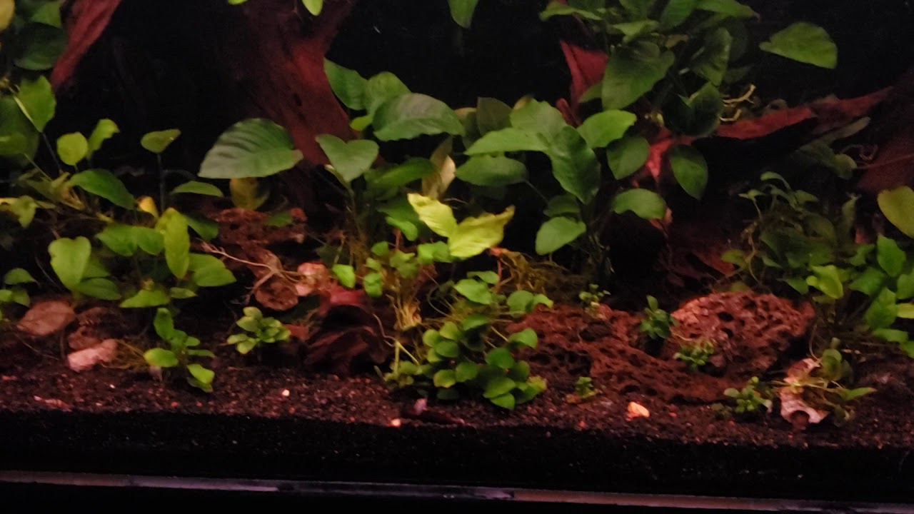 135 gallon planted anubias tank
