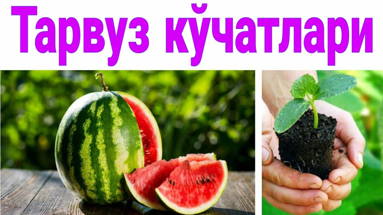 Тарвуз кўчатларини тайёрлаш хақида маълумотлар.