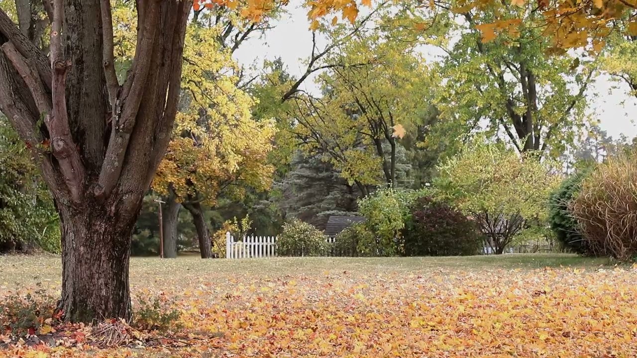 More Autumn Leaves