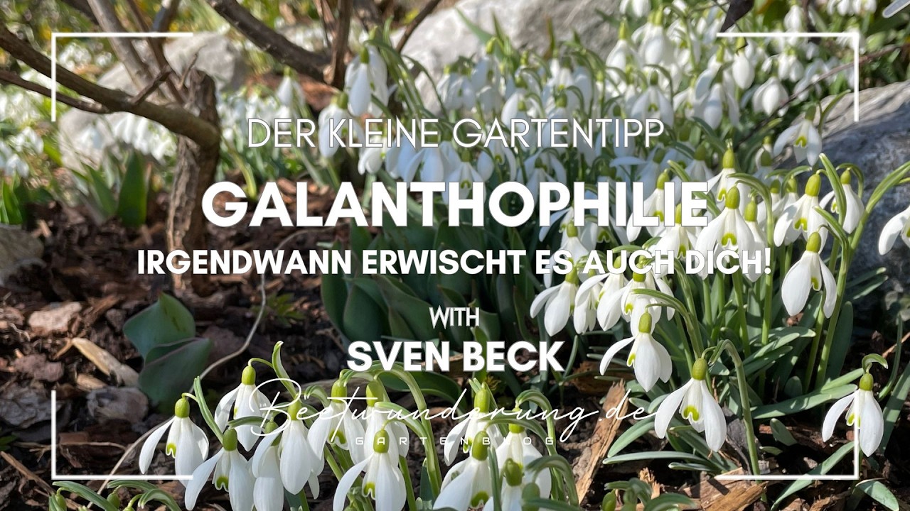 Galanthophilie! Diese Schneeglöckchen braucht Dein Garten! Der kleine Gartentipp. #garten