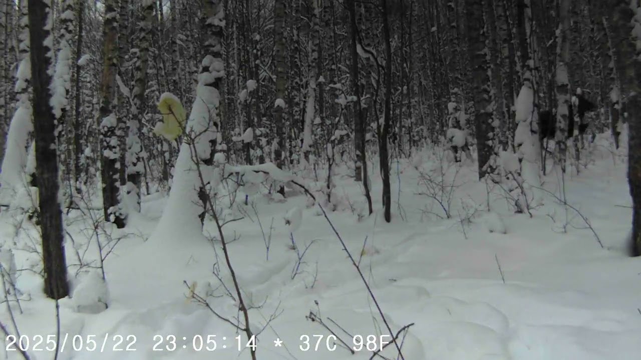 Фотоловушка. Лось 2