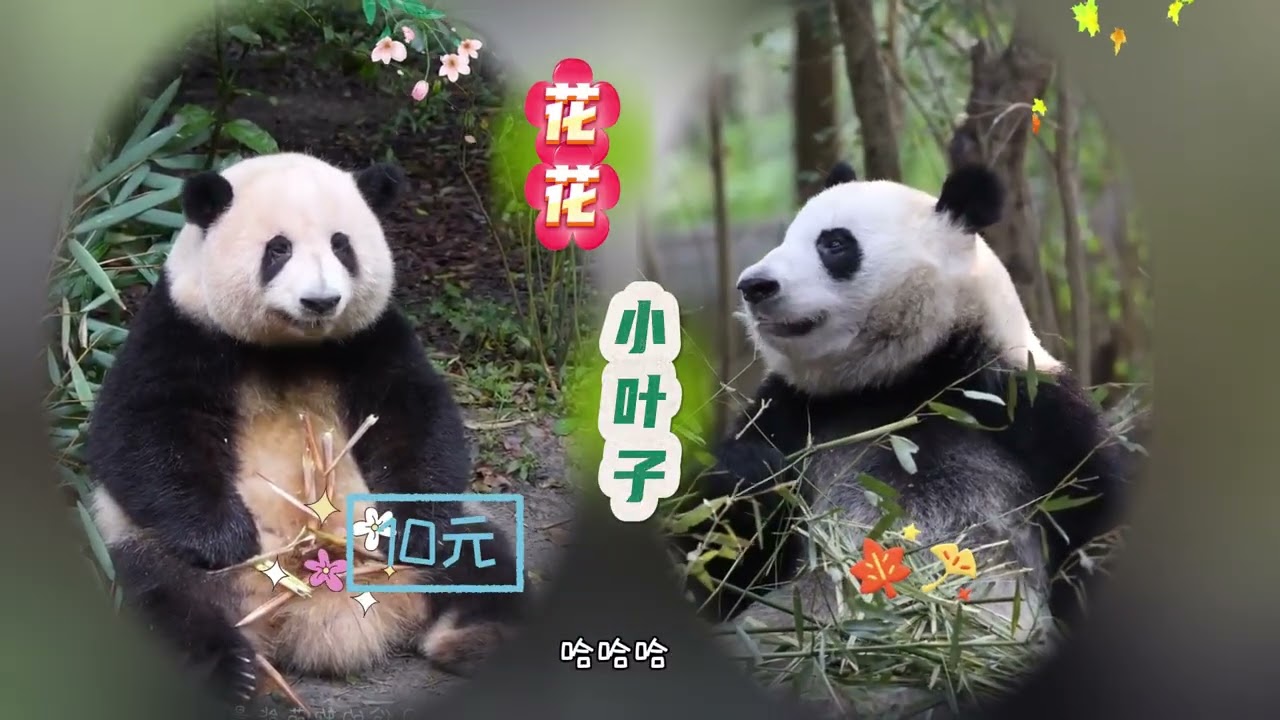 【花叶小剧场】听说花局被坑了980元 #熊猫花花 #和花和叶 #熊猫小剧场