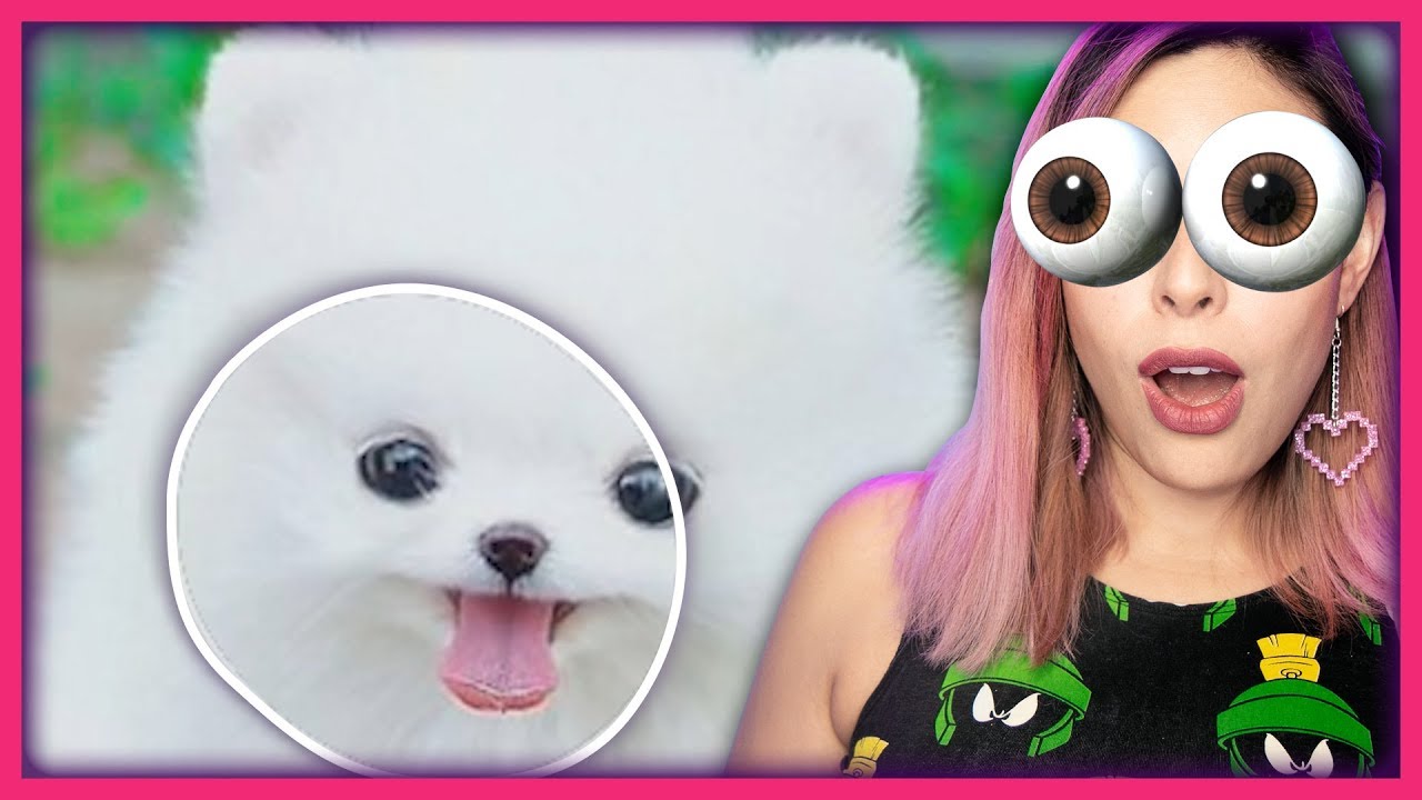 Wholesome Eye Tracking Challenge