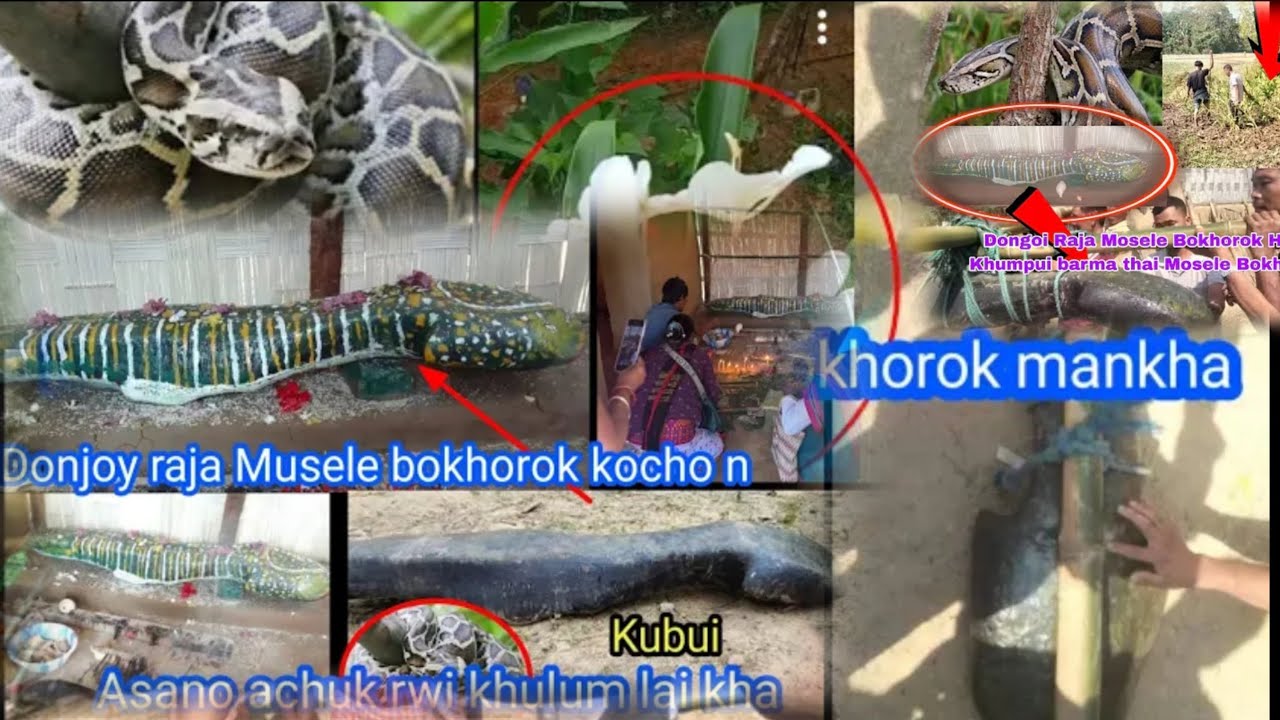 Khulum lai kha Dongoi raja hinui mani lai kha musele bokhorok no🐍