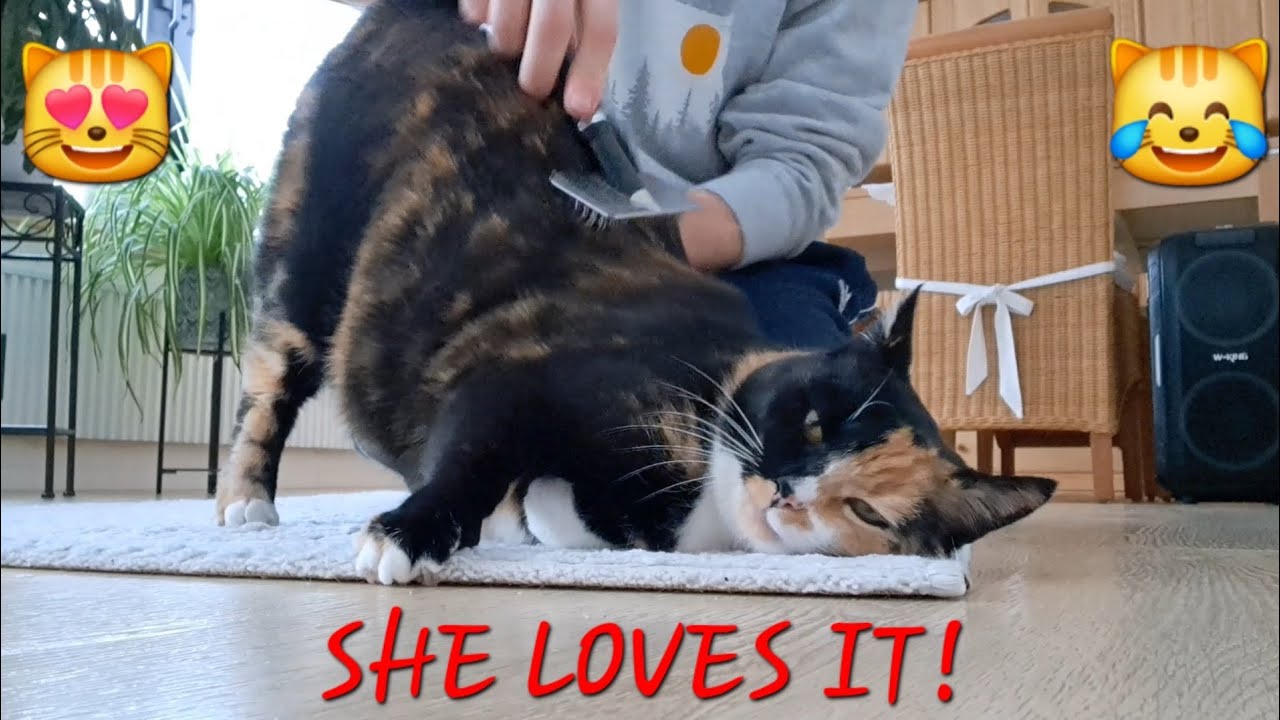 Cute Dancing Cat Gets Brushed (She Won't Sit Still, But She Loves It)
