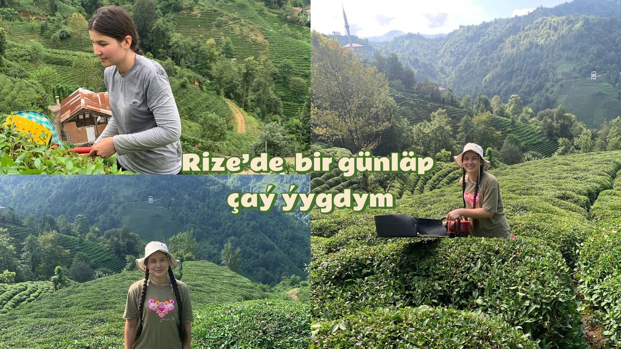 Rizede bir günläp çaý ýygdym dag öýünde galdym