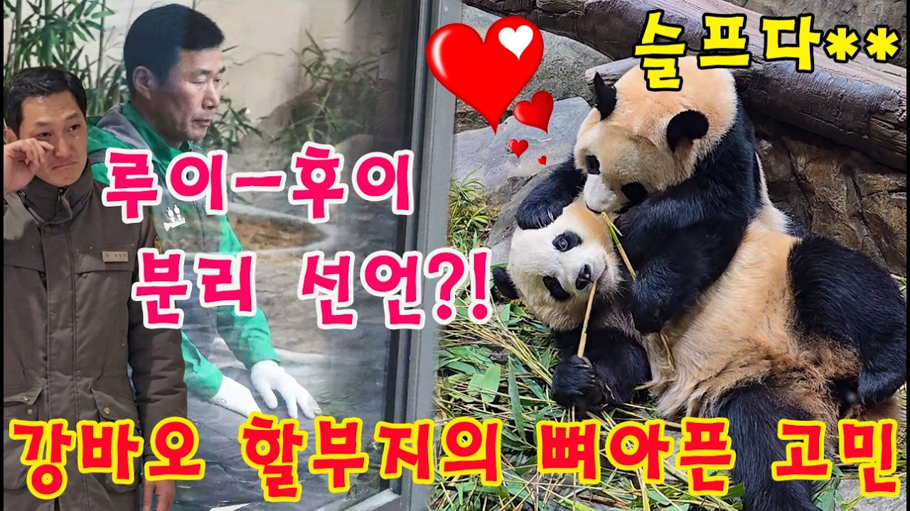 세상에😭 루이바오 - 후이바오 강제 분리 고민 중?!💨👀 강바오 할부지 인생 최대의 실수가 될까 두려운 이유?💦💦