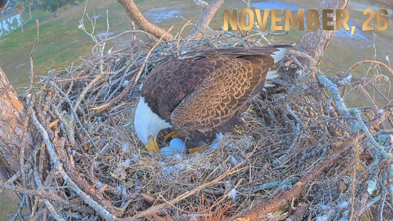 SWFL Eagles -November, 26 - M15 & F23 Nest Activities. Incubation Day 14 & 11. 2 Cam View, h 24 - 8
