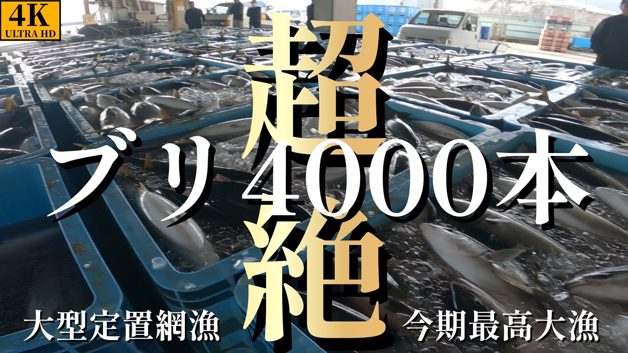 【漁師動画】神回！ブリ4000本超絶大漁！#fish