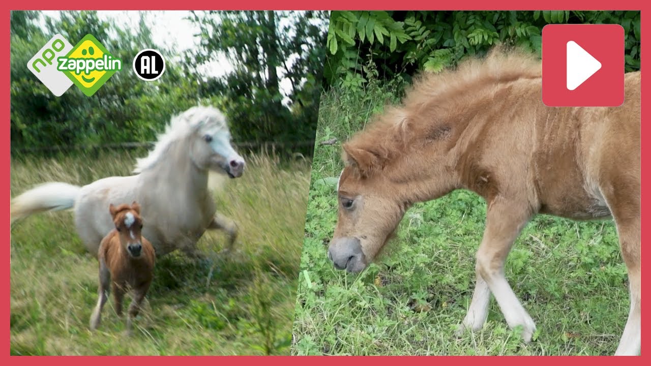 PAARDEN | Beestenbrigade: het dierenleven van... | NPO Zappelin
