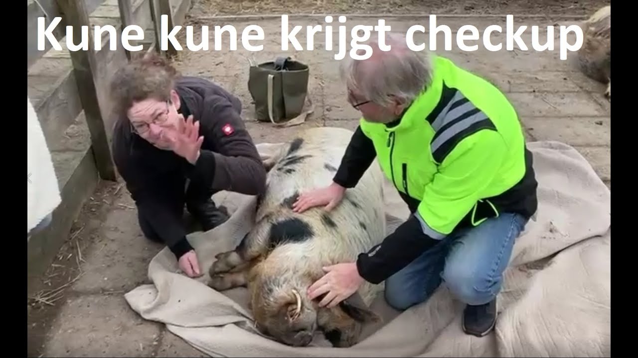 Kune kune krijgt checkup