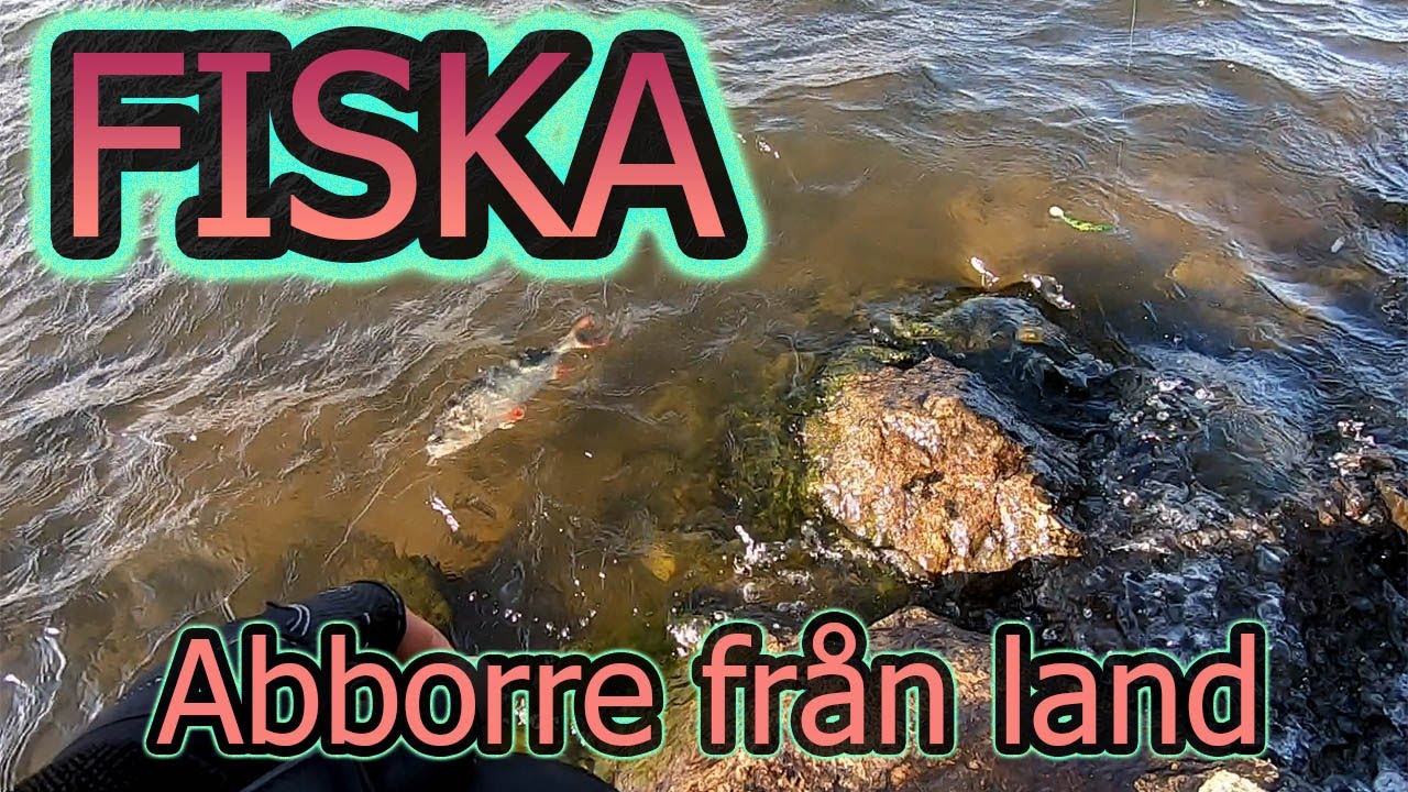 Fiska - Höstfiske, Grov insjöabbore från LAND