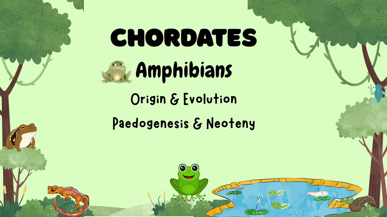 AMPHIBIANS | EVOLUTION | NEOTENY | PAEDOGENESIS | JKPSC ZOOLOGY 2025