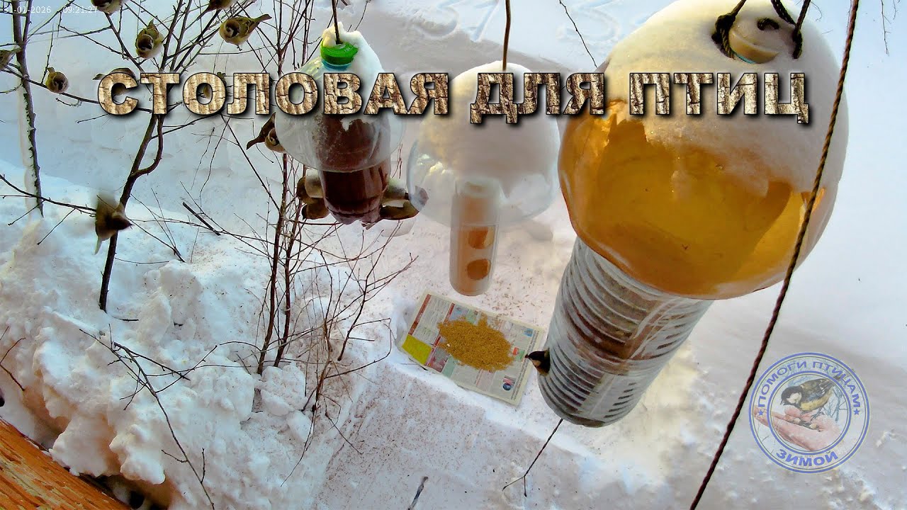 Кормушка для птиц 31 января 2026 года (02)