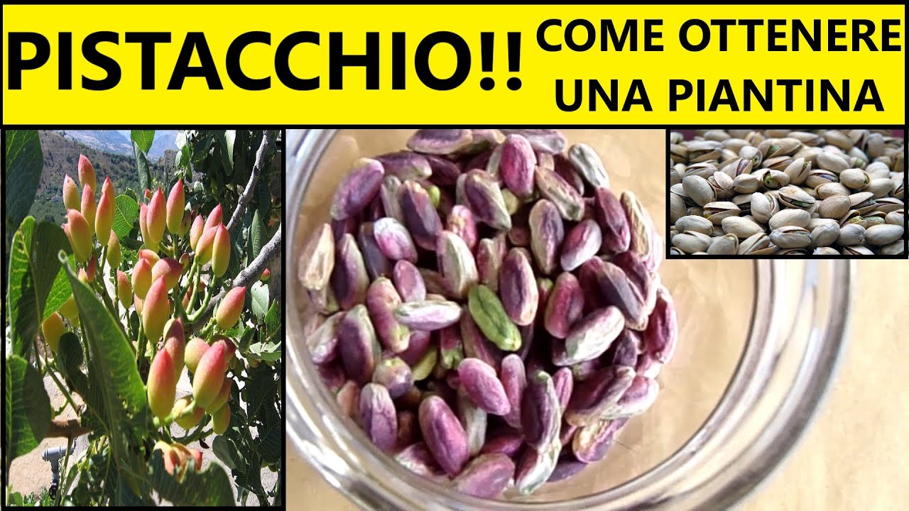 Come ottenere una piantina di pistacchio in casa partendo dal seme 🌱 | Tutorial agricoltura