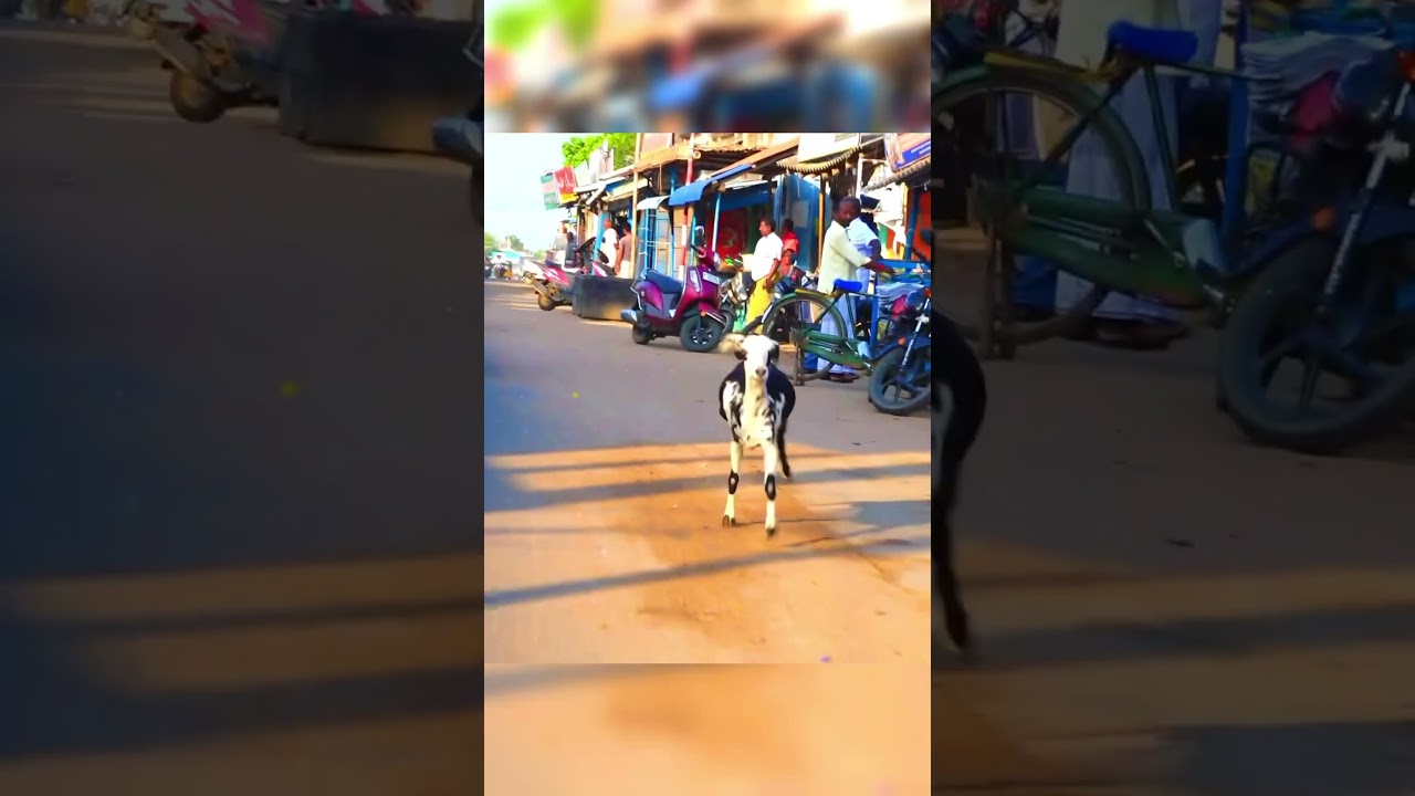 எண்ணப இப்படி வருது ஆட இல்ல மாடா இருக்கும #1m #ரேக்ளா #jallikattu #horse #tamilshorts #trendingshorts