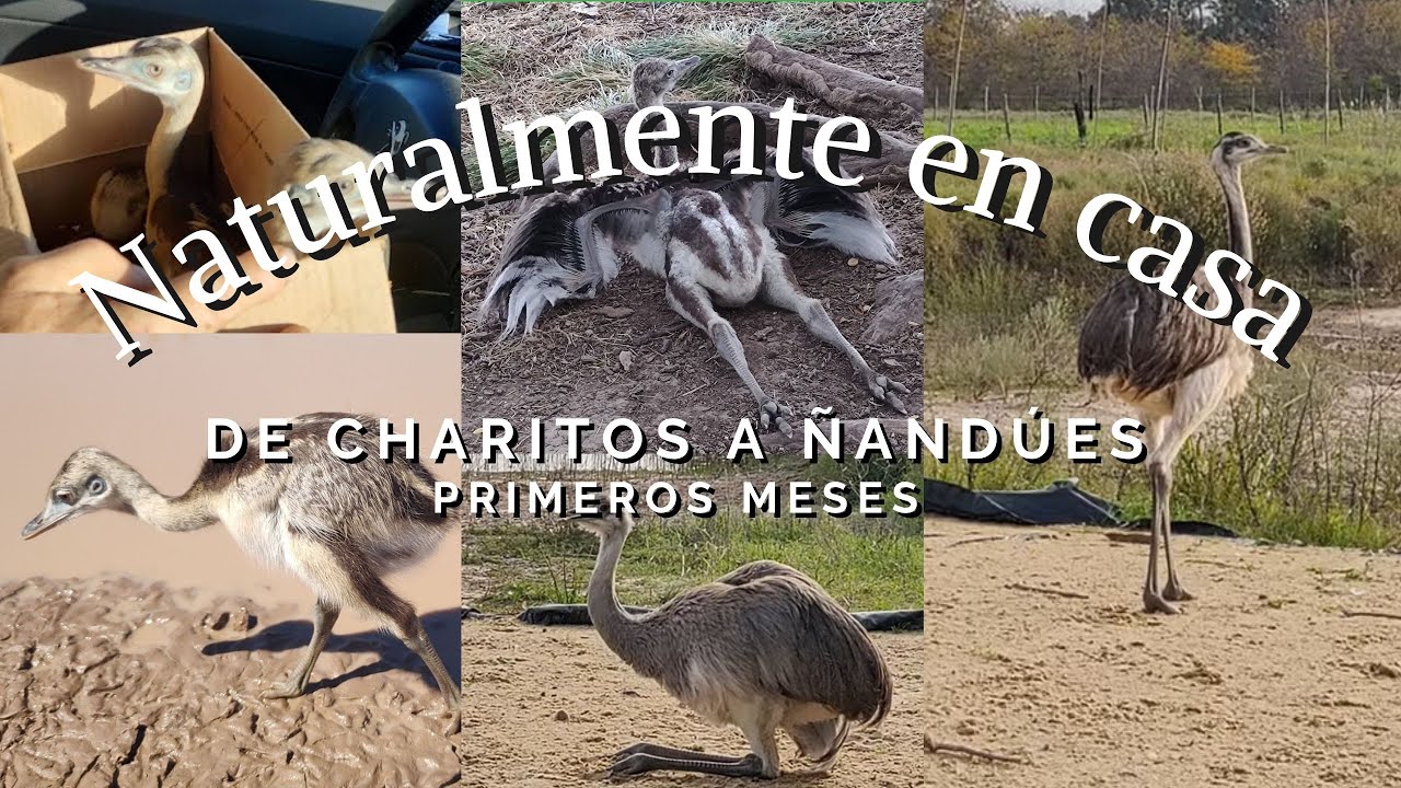 De charitos a ñandúes