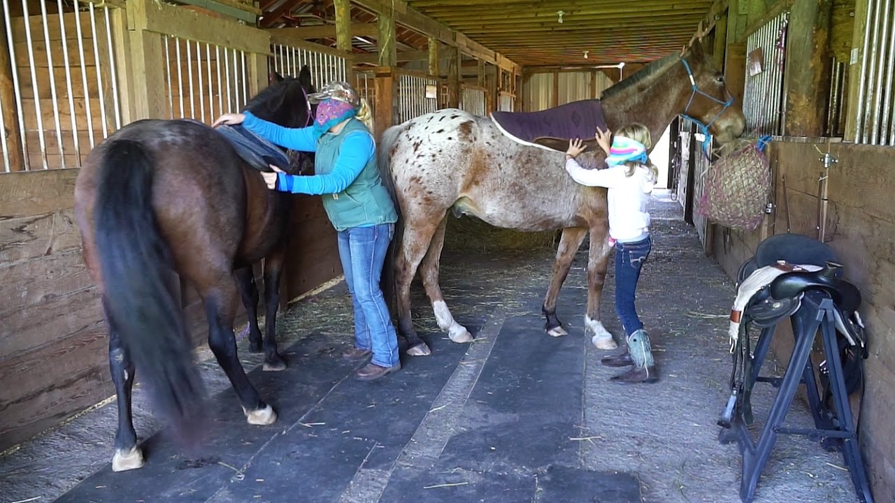 Tacking up Horses Blindfolded!