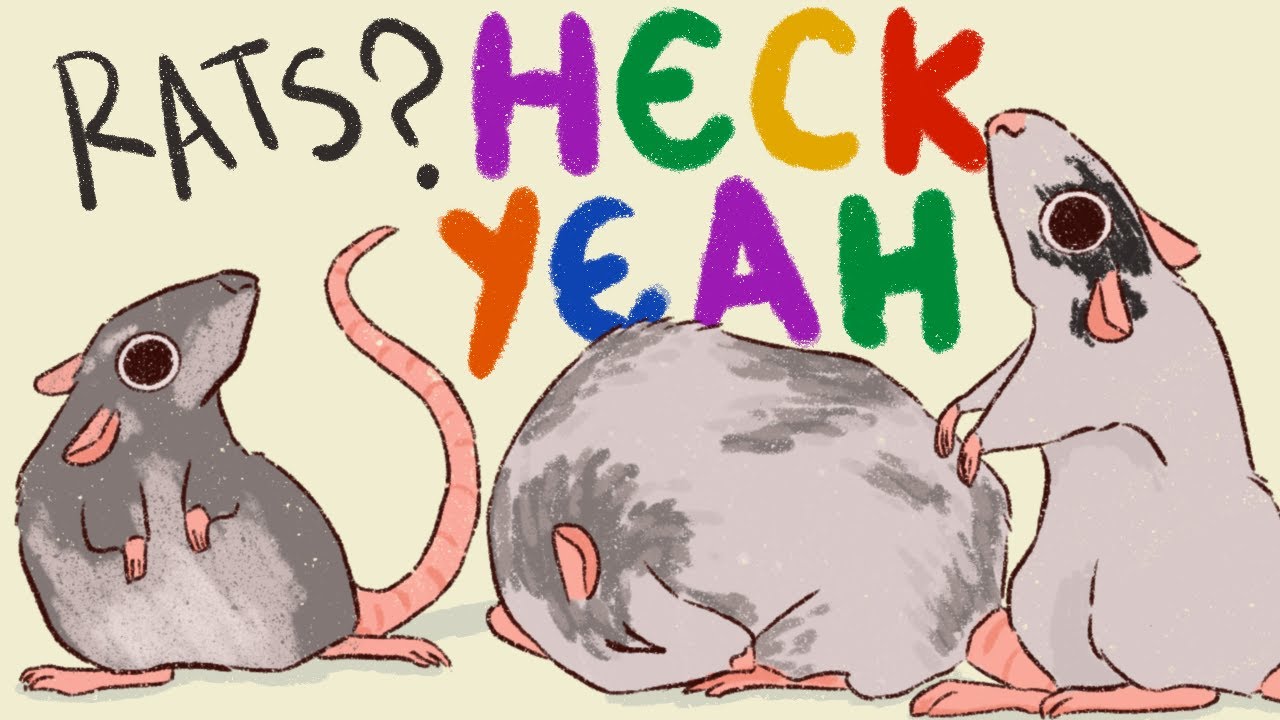 Everything You Need to Know About Pet Rats