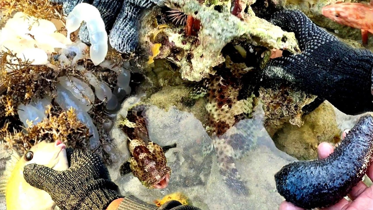 Banyak hewan mahal Telur sotong & Ikan, Gurita yang terjebak saat air surut
