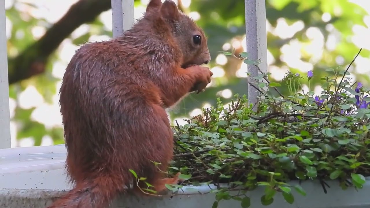 Tagträume🐿️Nussiger Frühschoppen
